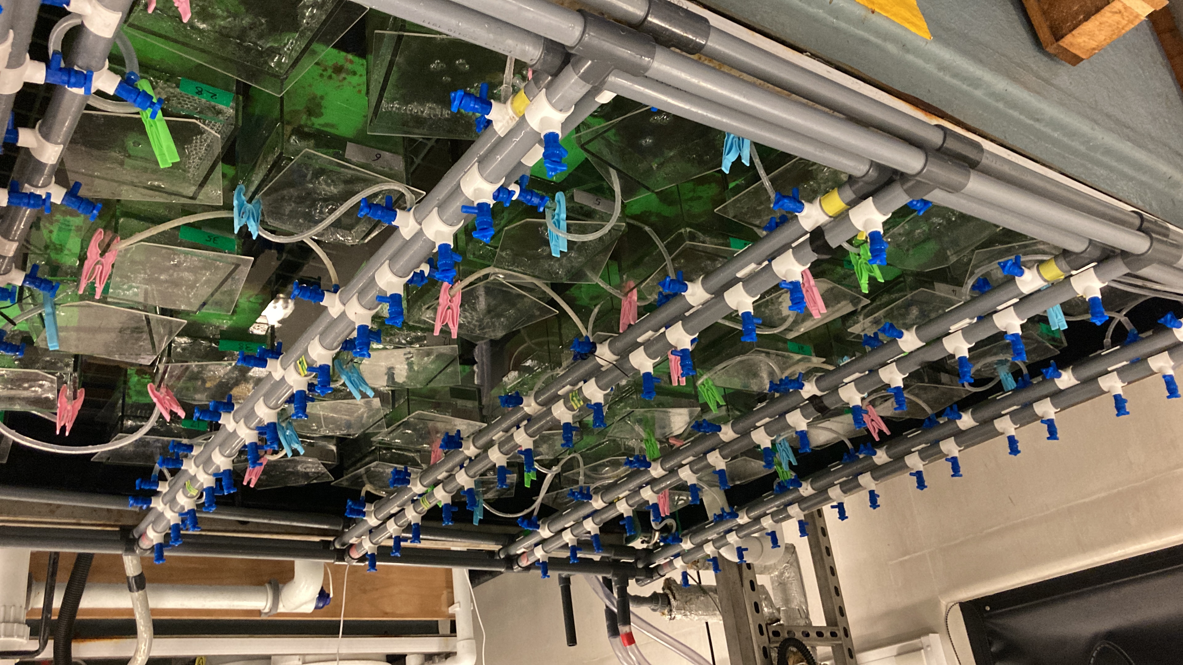 Marine ecosystem experiment